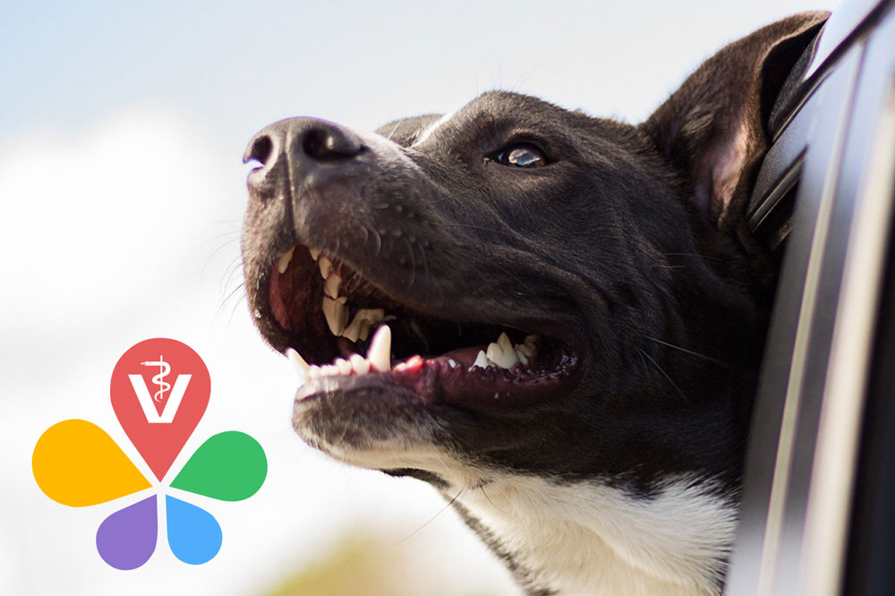 AnyPetz - Eine App für alle Tierfreunde