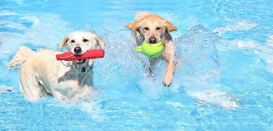 Hundimfreibad - powered by Cleos - Foto von Erika Sperber