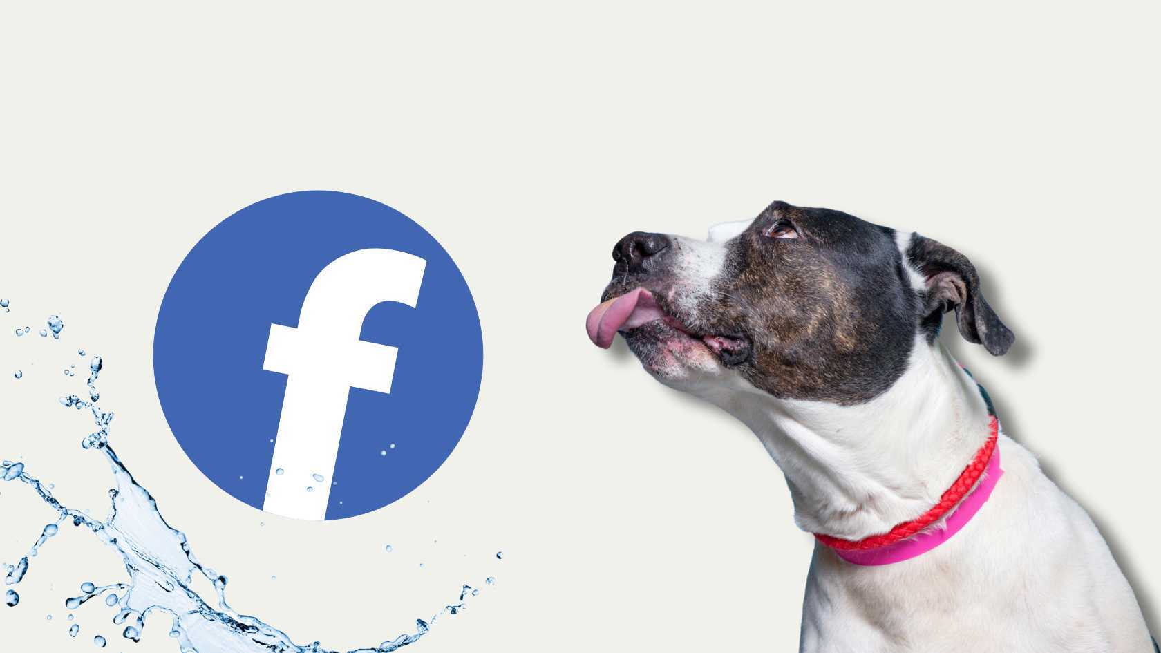 Folge Hundimfreibad auf Facebook