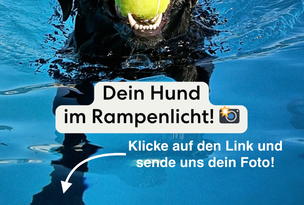 Hundimfreibad - powered by Cleos